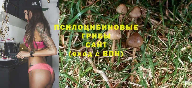 Псилоцибиновые грибы Psilocybine cubensis  наркота  Железноводск 